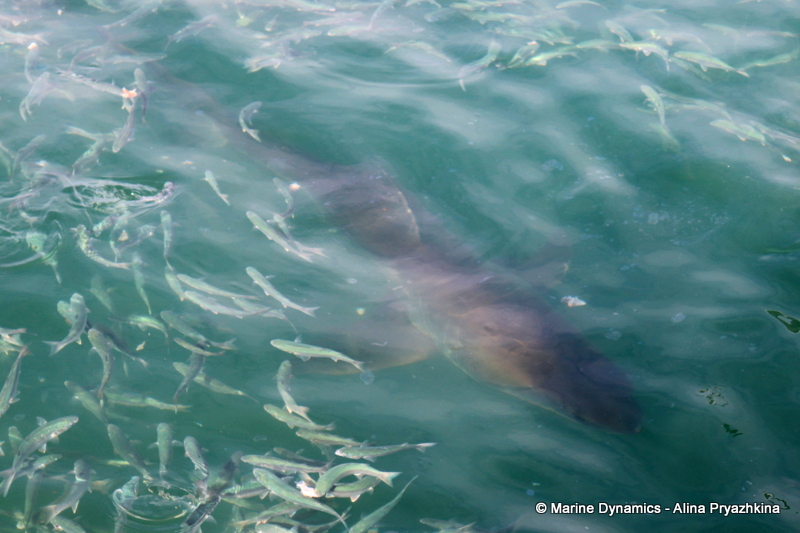Shark Cage Diving, South Africa, Great White shark