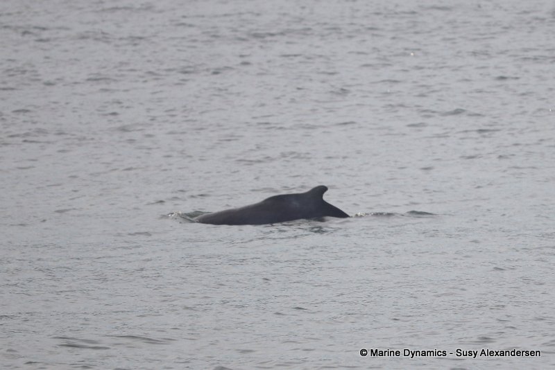 Shark Cage Diving, South Africa, Indian Ocean Humpback Dolphin
