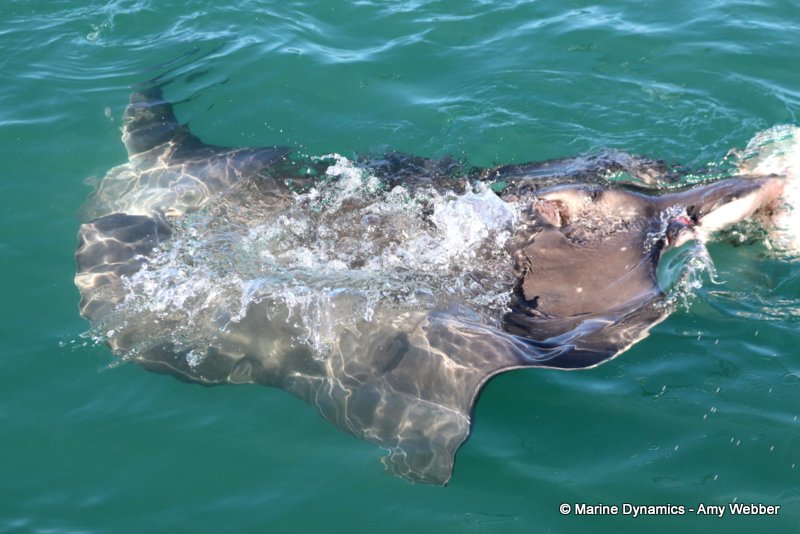 Short-tail stingray, South Africa