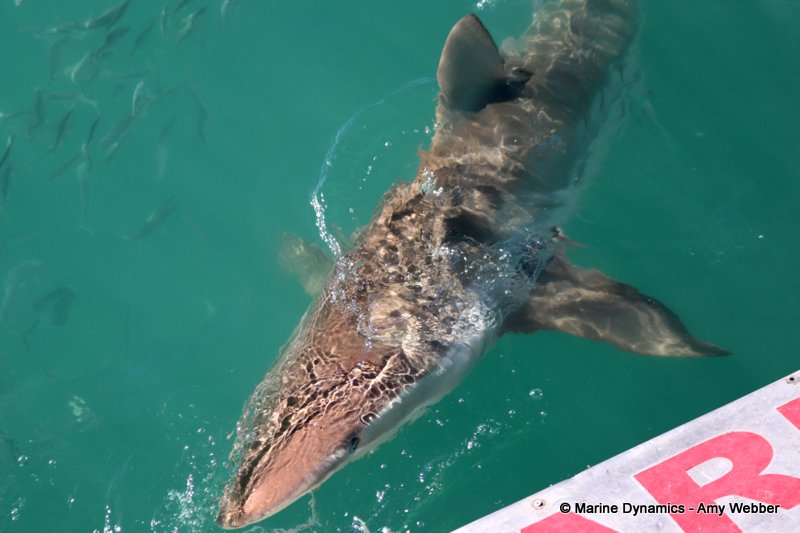 Bronze whaler shark, South Africa