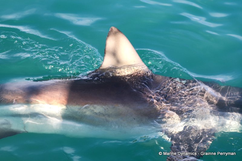 Bronze whaler shark, South Africa