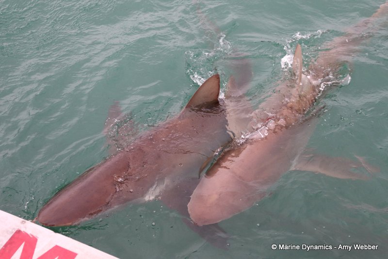 Bronze whaler shark, South Africa