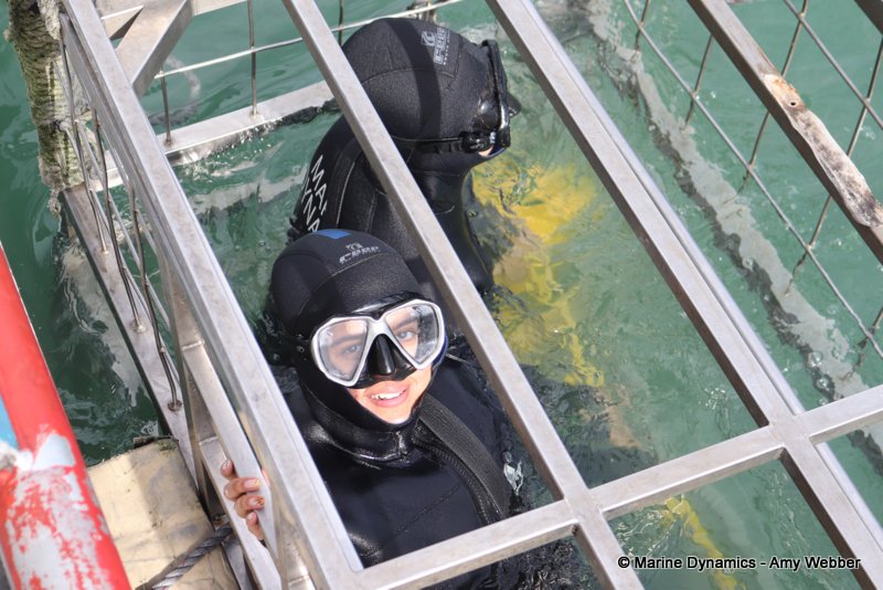 Shark cage diving, South Africa