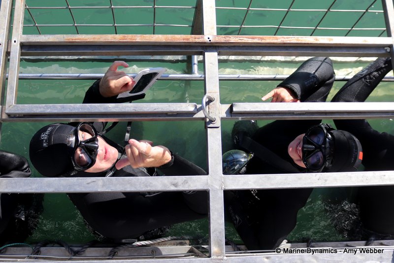 Shark cage diving, South Africa