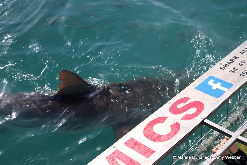 Bronze whaler shark, South Africa