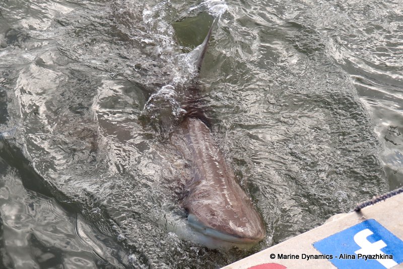 Bronze whaler shark, South Africa