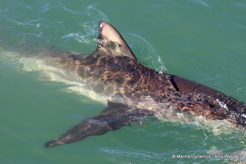 Bronze whaler shark, South Africa