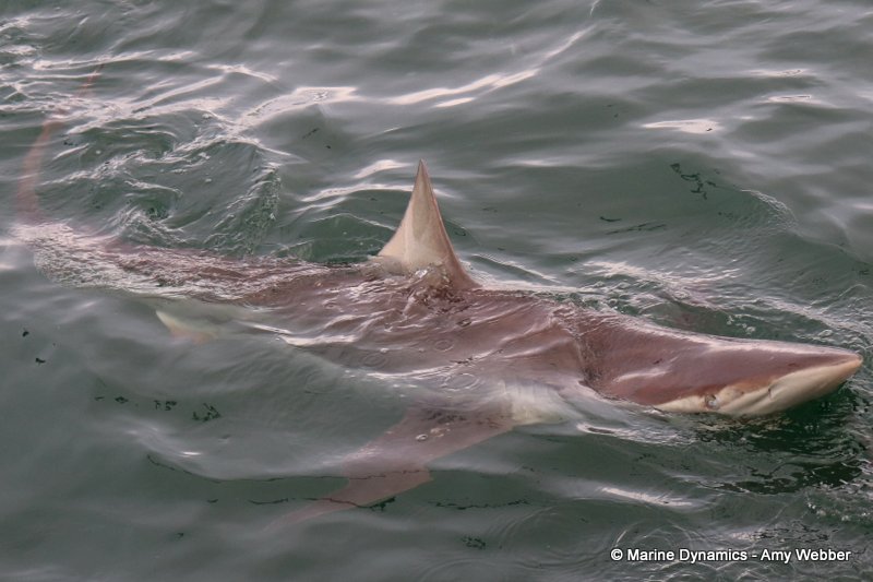 Shark Cage Diving, South Africa, Bronze whaler shark