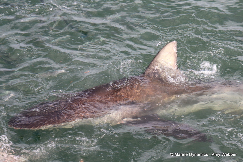 Shark Cage Diving, South Africa, Bronze whaler shark