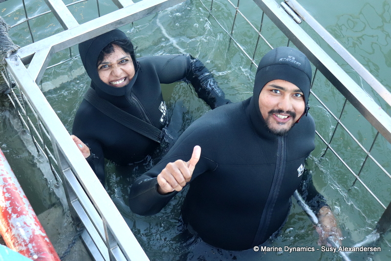 Shark cage diving, South Africa