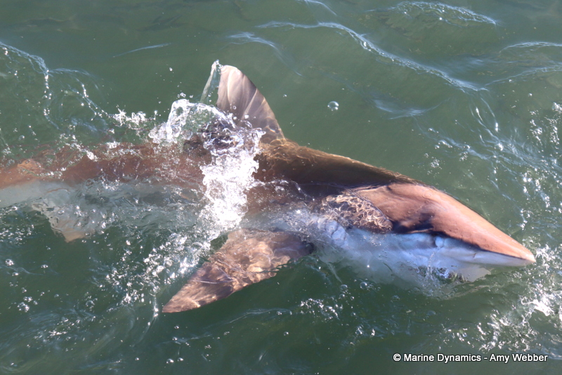 Shark cage diving, Gansbaai, South Africa, Bronze whaler