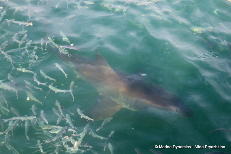 Shark Cage Diving, South Africa, Great White shark