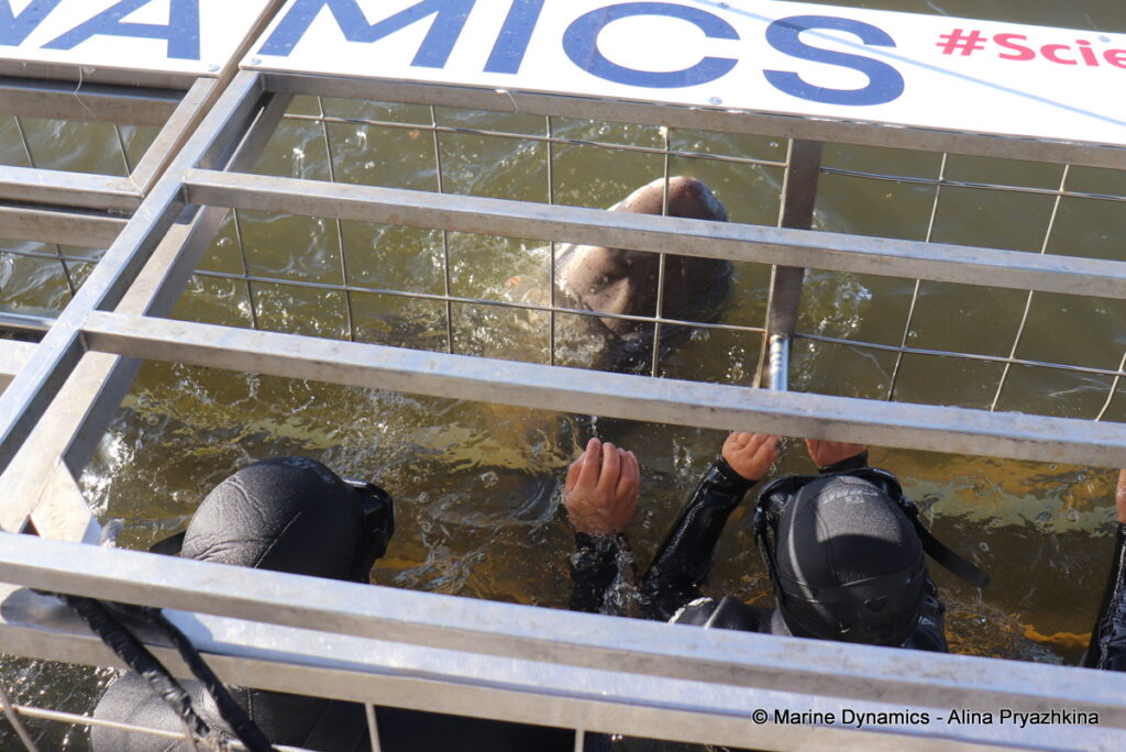 Shark Cage Diving, Gansbaai, South Africa, Broadnose sevengill shark