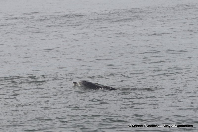 Shark Cage Diving, South Africa, Indian Ocean Humpback Dolphin