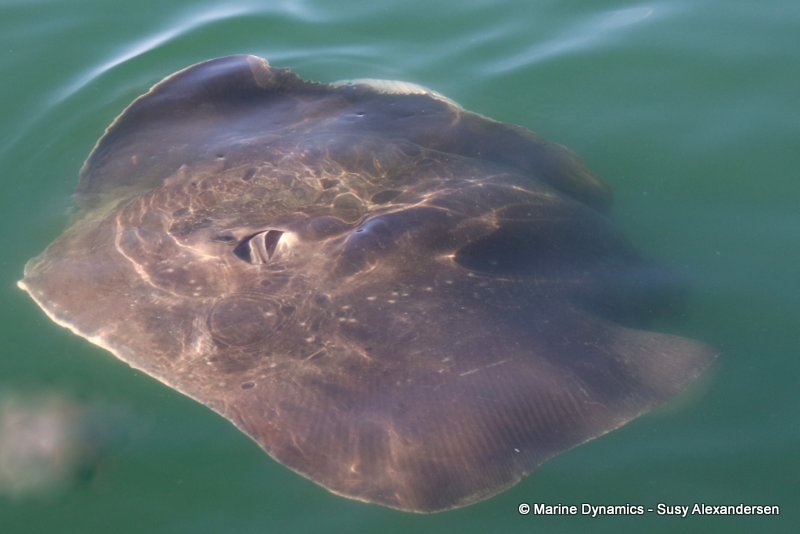 Short-tail stingray, South Africa