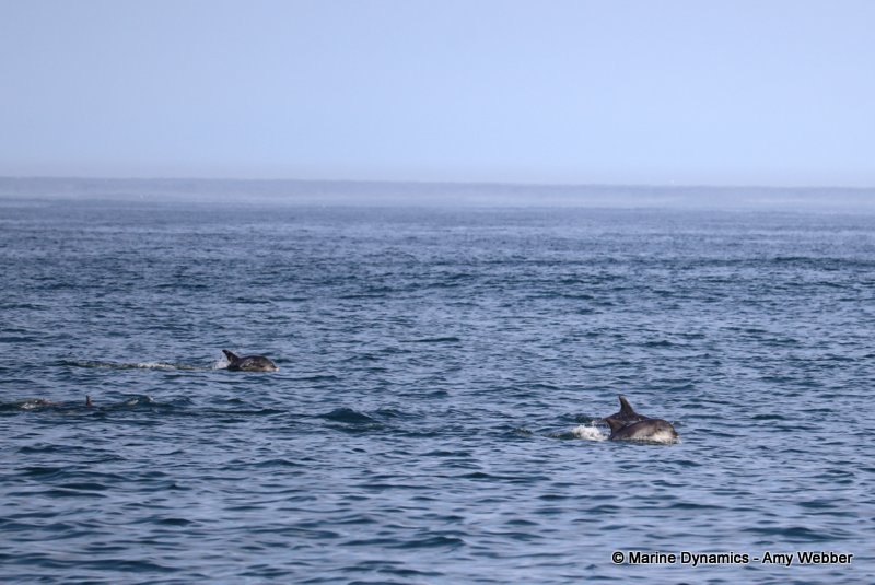 Bottlenose dolphins, South Africa