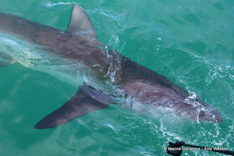 Bronze whaler shark, South Africa