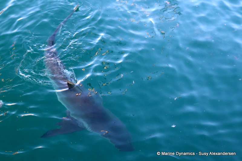 Bronze whaler shark, South Africa, Shark cage diving