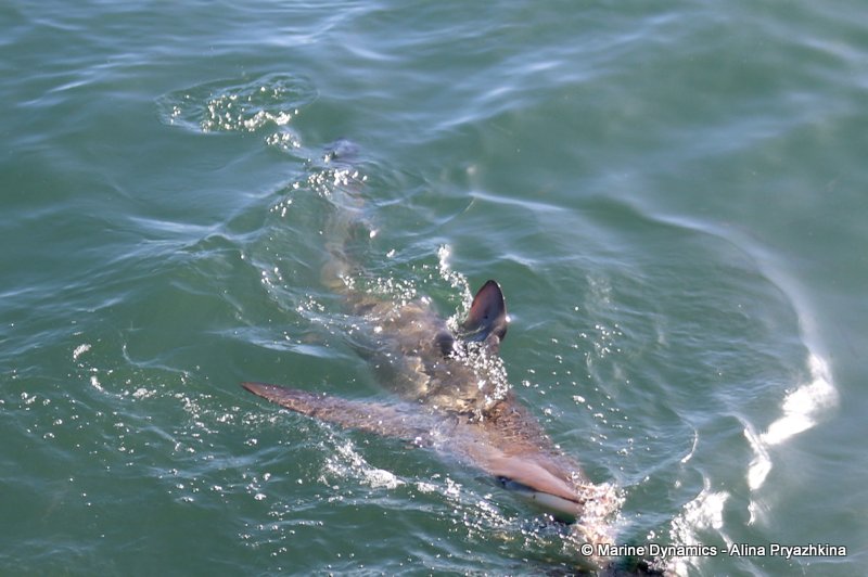 Bronze whaler shark, South Africa
