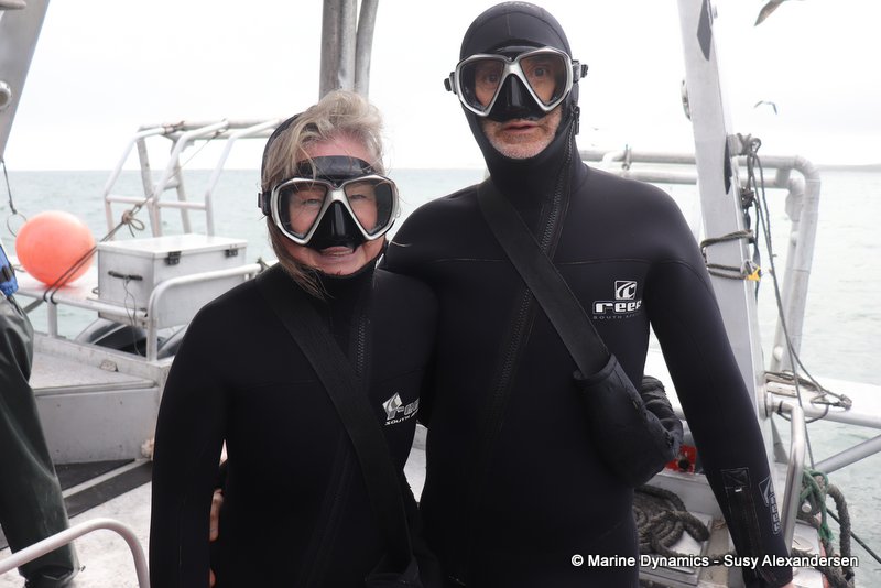 Shark cage diving, south africa