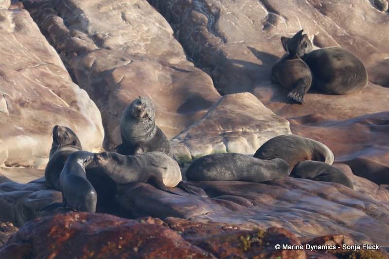 Shark Cage Diving, South Africa, Cape fur seals