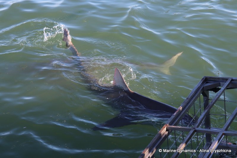 Bronze whaler sharks, Gansbaai, south africa, Shark cage diving