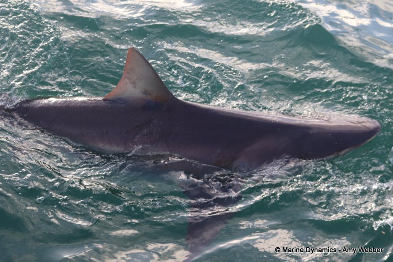 Shark Cage Diving, South Africa, Bronze whaler shark