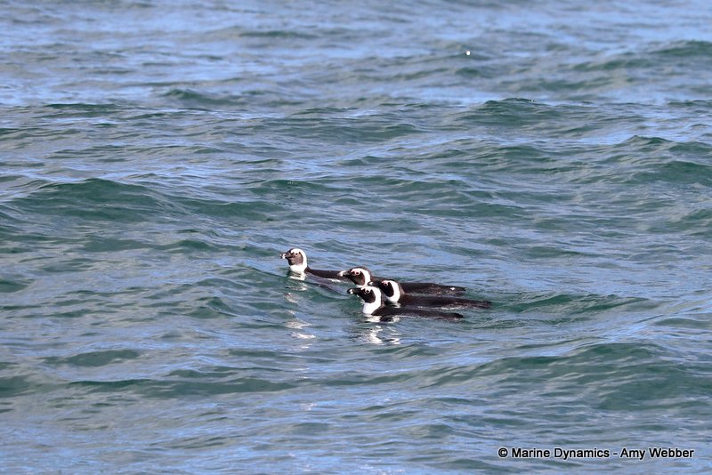 Shark Cage Diving, South Africa, African penguins
