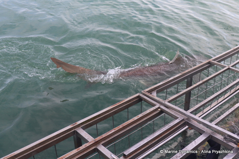 Shark Cage Diving, South Africa, Bronze whaler shark