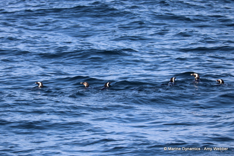 Shark Cage Diving, South Africa, African penguins