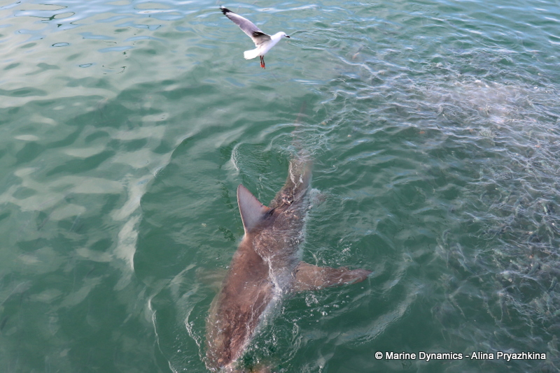 Shark cage diving, South Africa, Bronze whaler sharks
