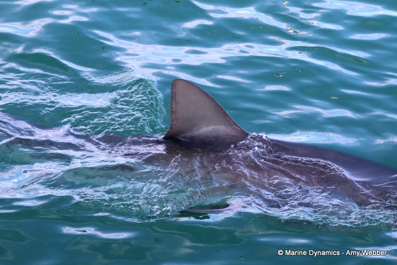 Bronze whaler shark, South Africa