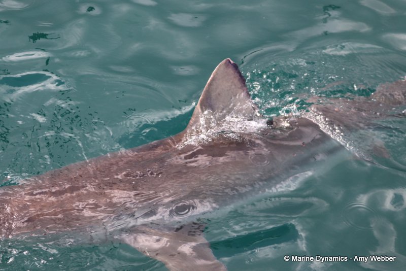 Bronze whaler shark, South Africa