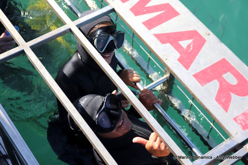 Shark Cage Diving, South Africa
