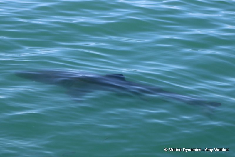 Great white shark, South Africa