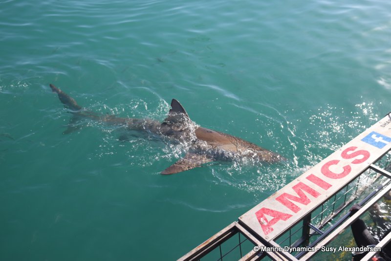 Shark cage diving, South africa