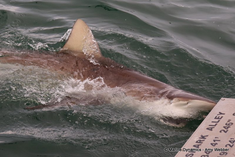 Shark Cage Diving, South Africa, Bronze whaler shark