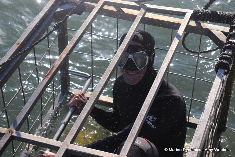 Shark cage diving, Gansbaai, South Africa