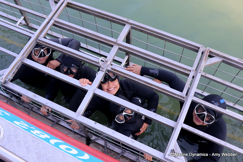 Shark cage diving, South Africa