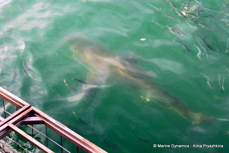 Shark Cage Diving, South Africa, Great White shark