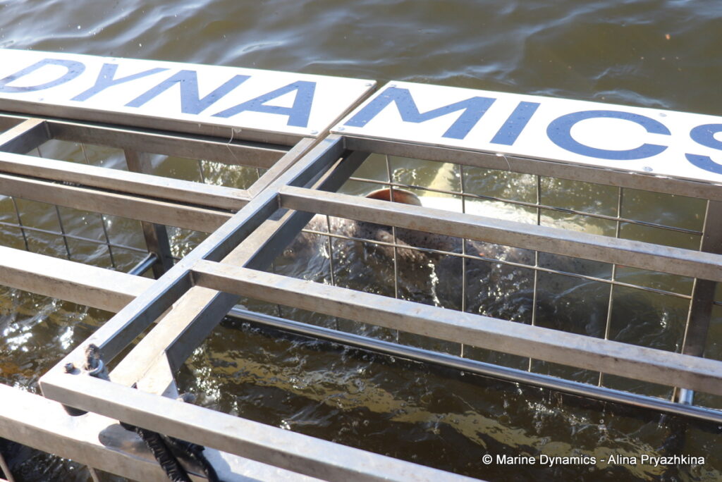Shark Cage Diving, Gansbaai, South Africa, Broadnose sevengill shark