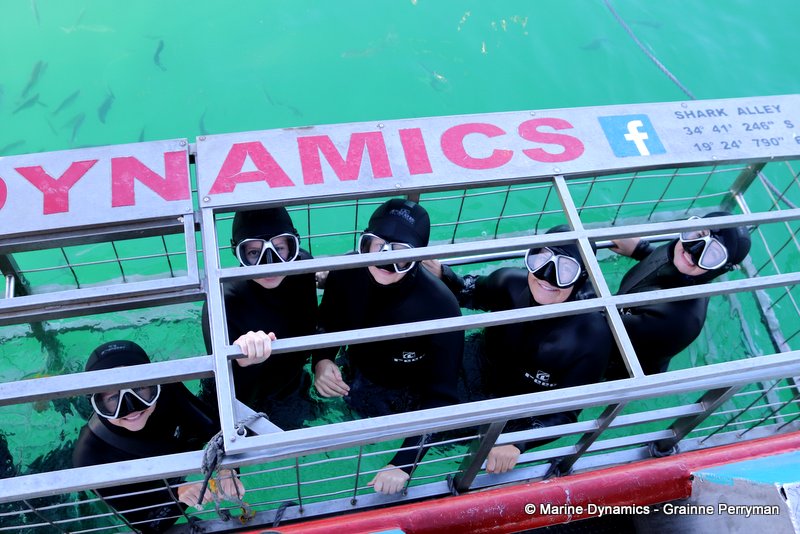 Shark cage diving, South Africa