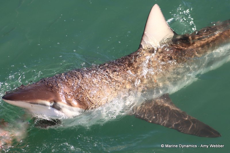 Bronze whaler shark, South Africa