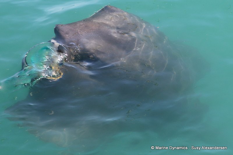 Shark cage diving, South africa