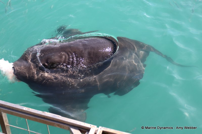 Short-tail stingray, South Africa