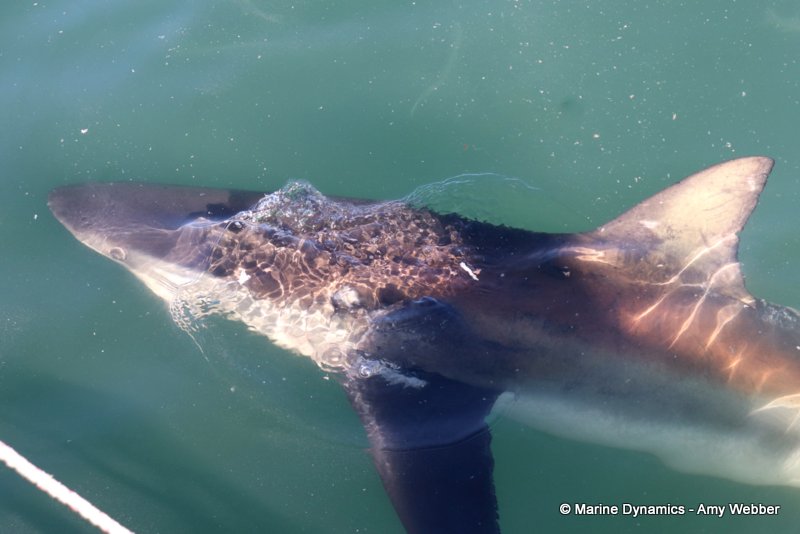 Bronze whaler shark, South Africa