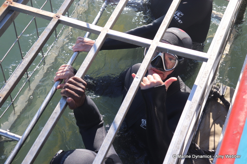 Shark cage diving, Gansbaai, South Africa