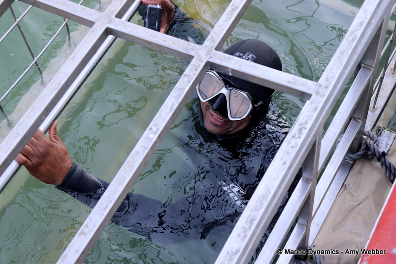 Shark cage diving, South Africa