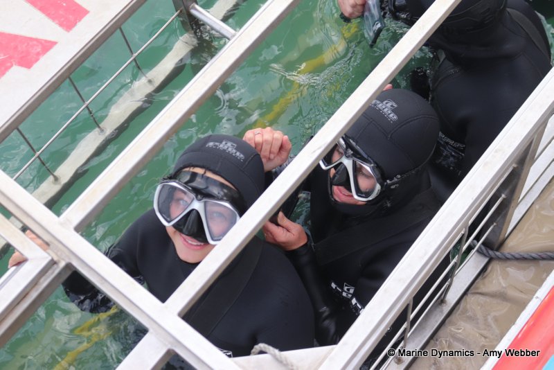 Shark cage diving, South Africa