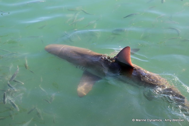 Bronze whaler shark, South Africa